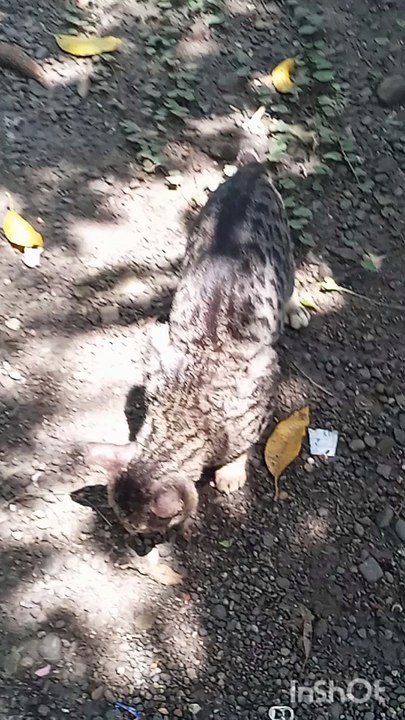 DICARI TEMANNYA #KUCING
