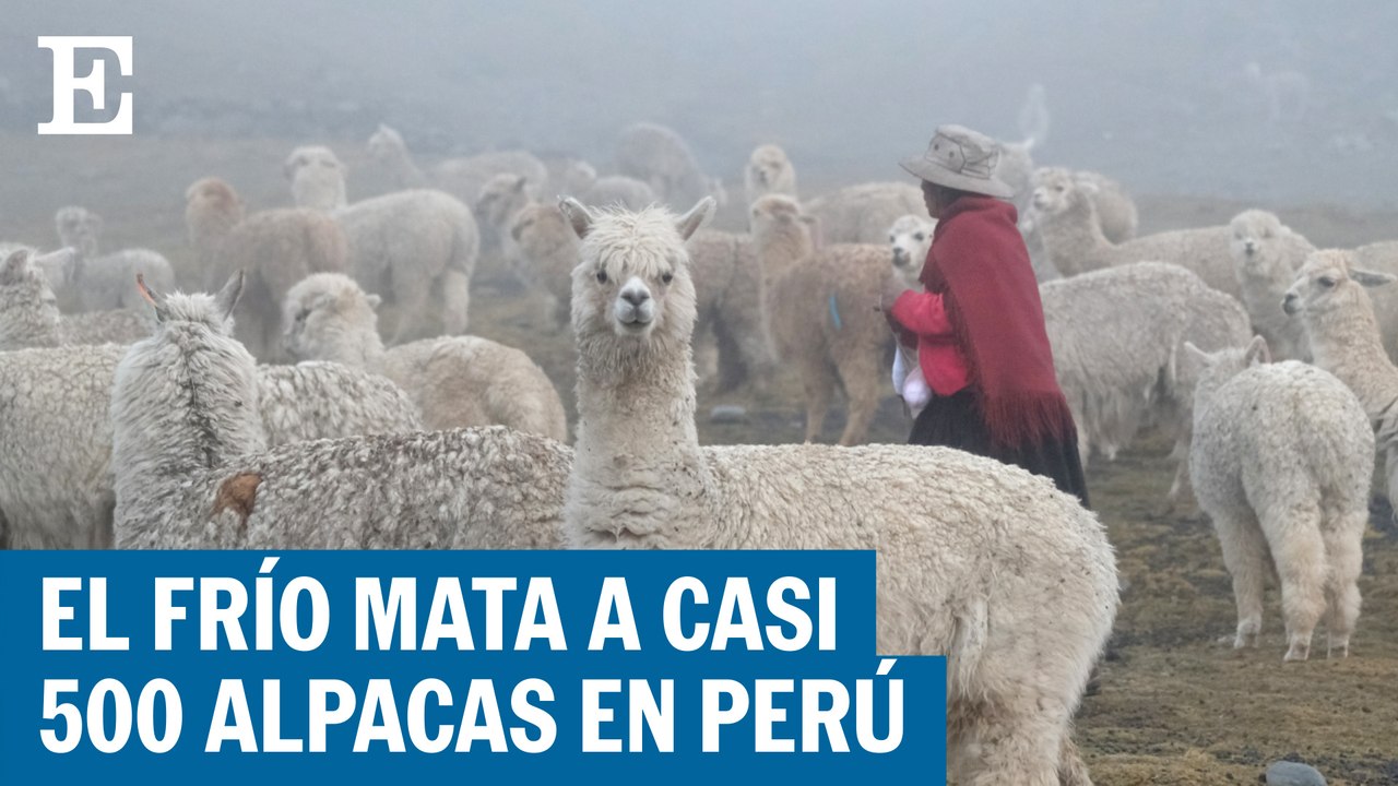 Mueren cientos de alpacas en Perú por el frío