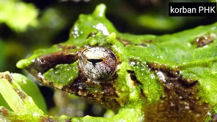 5 endangered animals