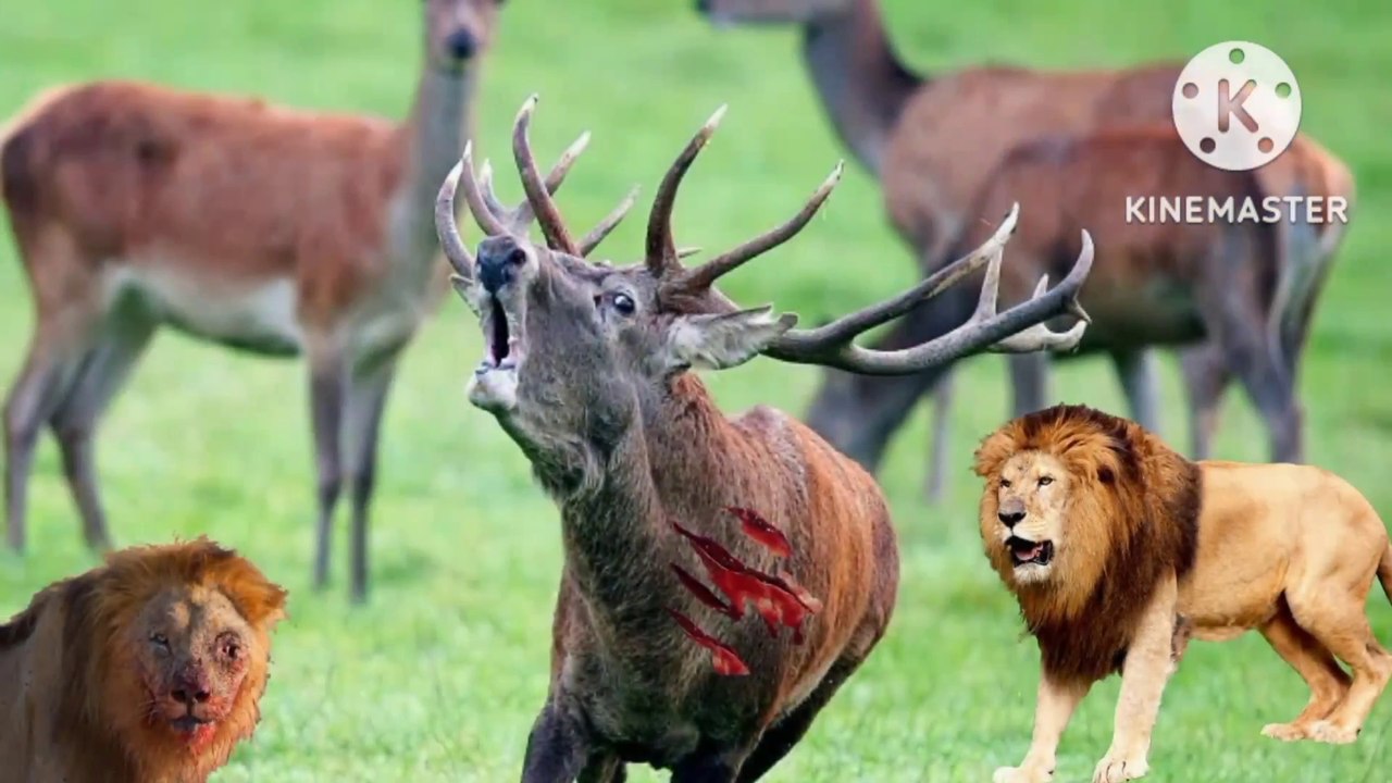 Wild animal life