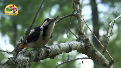 Beautiful birds and animal - Wildlife on jungle  #03