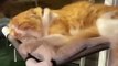 Cute CatsFunny Fail ops Moments Viral Clips #shorts Video #trending #animals #funny #reels