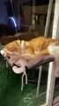 Cute CatsFunny Fail ops Moments Viral Clips #shorts Video #trending #animals #funny #reels