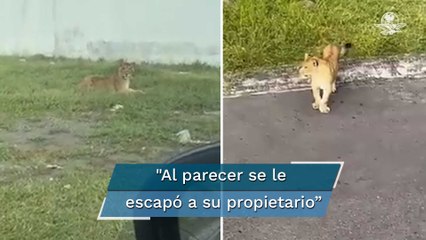 ¡Ay, nanita! Captan a león suelto en zona residencial de la Riviera Veracruzana