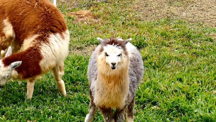 Wild animal cow,chicken,duck,horse,pig,deer,rabbit, top 20 amazing animal