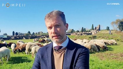 Ovelhas usadas para "cortar" vegetação em Pompeia