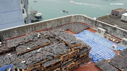 Protection des requins : décision "historique" au sommet sur les espèces menacées