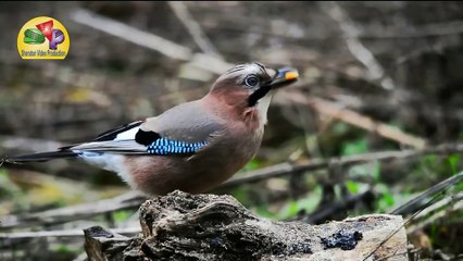 Beautiful birds and animal - Wildlife on jungle #04