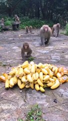 Forest Monkey Family They Are So Hungry, In The Jungle No More Food For Them