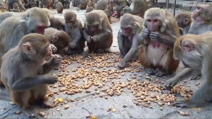 monkey love peanuts __ feeding one box peanuts to hungry monkey __ feeding monkey