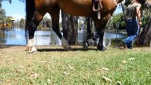 Horse helping communities on the New-South-Wales-Victorian-Border monitor water levels