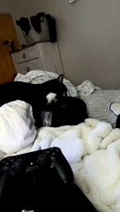 Luna Barely Tolerates Loki's Affection