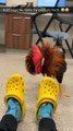 Rooster Fights Yellow Crocs