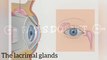 Did You Know? The Lacrimal Glands || FACTS || TRIVIA