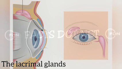 Did You Know? The Lacrimal Glands || FACTS || TRIVIA