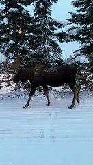 Moose Blocks Anchorage Traffic