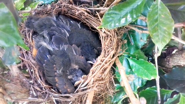 SABIÁ LARANJEIRA O FILHOTES NO NINHO