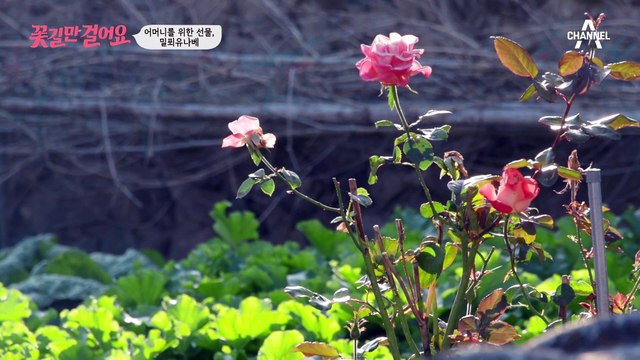 근력 유지에 좋은 단백질 섭취! 두 길동무가 만드는 ▶밀푀유나베◀