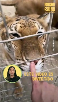 Hombre se grabó tocando animales salvajes de un zoológico y generó una gran controversia