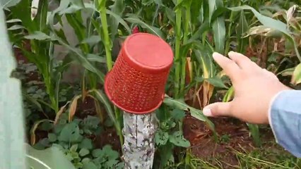 Berburu balon,bola,ikan dan dinosaurus di ladang jagung