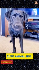 Dog video  dog shorts  trading dog video