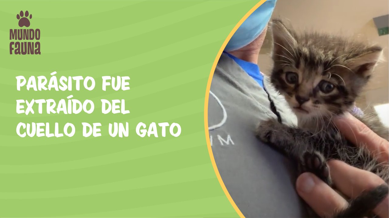 Parásito fue extraído del cuello un indefenso gatito