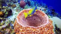 Beautiful Coral Reefs and Undersea Creature