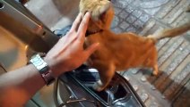 How Cats React When Seeing Stranger 1st Time - Running or Being Friendly 11_ _ Viral Cat