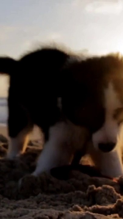 Cuty &  funy dog vedio funy compilation