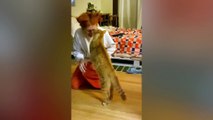 Videos of SUPER FUNNY CATS and THEIR OWNERS! Watch and LAUGH UNTIL YOU DIE
