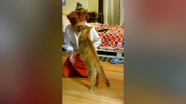 Videos of SUPER FUNNY CATS and THEIR OWNERS! Watch and LAUGH UNTIL YOU DIE
