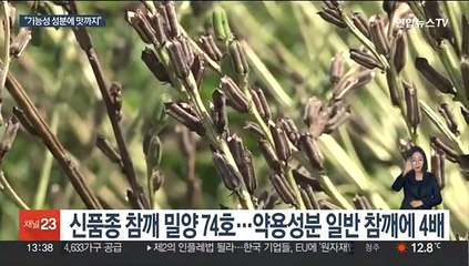 치매예방 등 기능성 신품종 참깨…"맛도 최고"