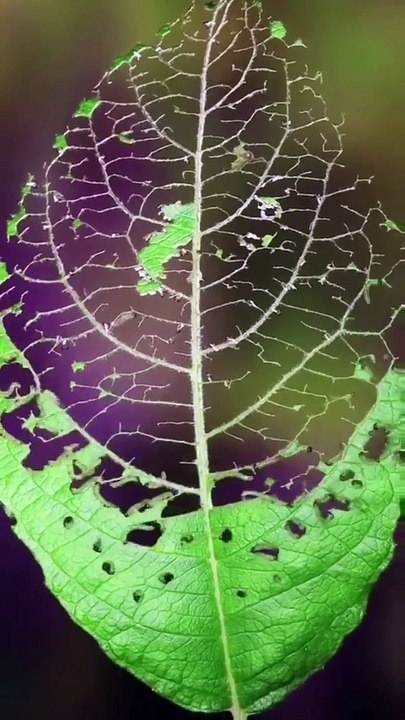 Insects skeletonize green leaves in 10 seconds #shorts #viral #shortsvideo #video #innovationhub