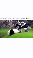 Why are Pandas so clumsy