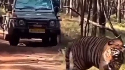 सवाई माधोपुरःबाघिन और शावकों को देख रोमांचित हुए पर्यटक,देखिए आप भी