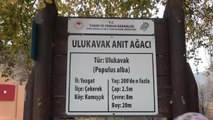 Yozgat'ın Çekerek İlçesindeki 'Ulu Kavak' Ağacının Bulunduğu Alanda, Çevre Düzenlemesi Yapılacak