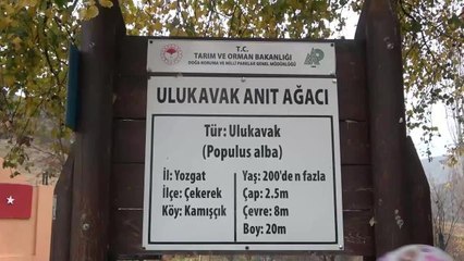 Yozgat'ın Çekerek İlçesindeki 'Ulu Kavak' Ağacının Bulunduğu Alanda, Çevre Düzenlemesi Yapılacak