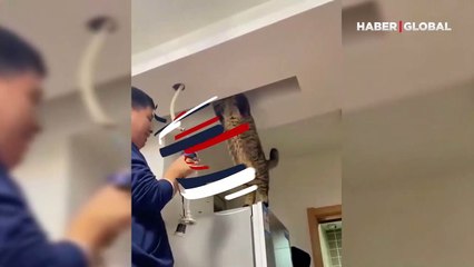 Elektrik işine yardım eden kedinin görüntüleri viral oldu