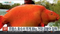 [지구촌톡톡] 프랑스 호수서 무게 30㎏ 거대 금붕어 잡혀 外