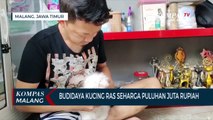 Budidaya Kucing Ras Harga Puluhan Juta Rupiah, Apa Perbedaannya??