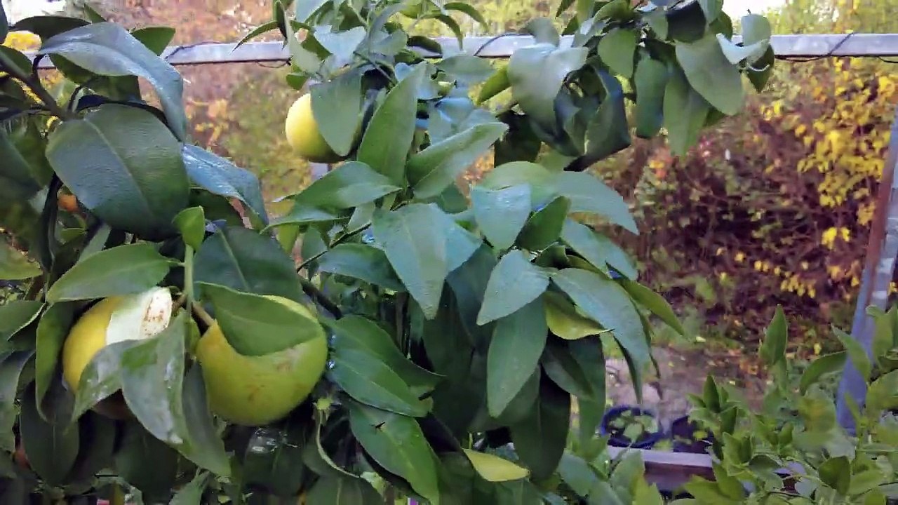 Zitruspflanzen und der erste Frost des Jahres __ 25.11.2022