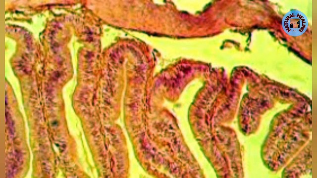 शरीर से जुड़े ये फैक्ट आपके होश उड़ा देंगे | Amazing Facts About The Human Body | Interesting Facts #dailymotiomvideos #dailymotion #educationalvideos #facts #videos #factvideo #factvideohindi #hindifactvideo @knowledgeshower @KNOWLEDGESHOWER