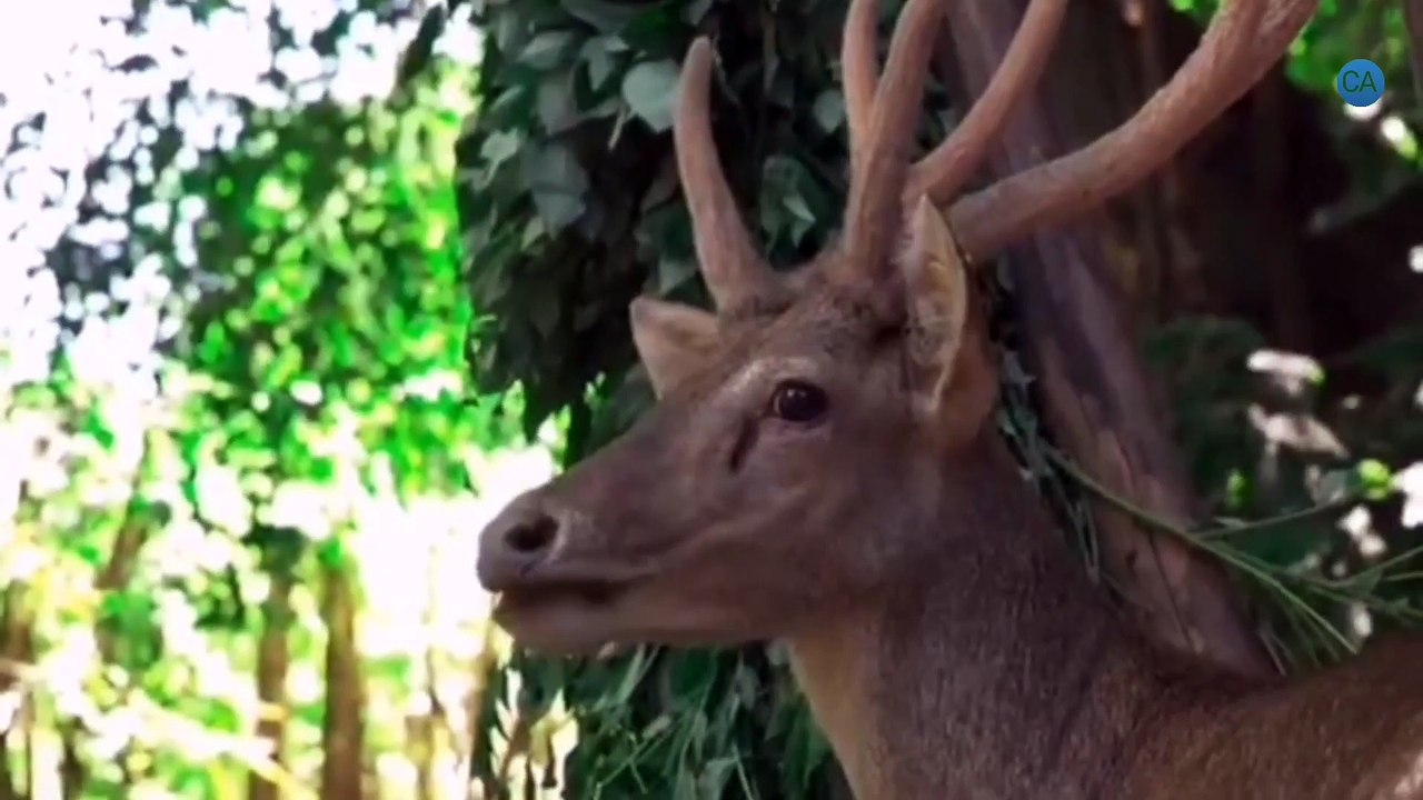 Baby deer video, animals 36