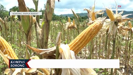 Organisasi Binaan BIN Kembangkan Pertanian Jagung Dan Pakan Ayam Petelur di Jayapura