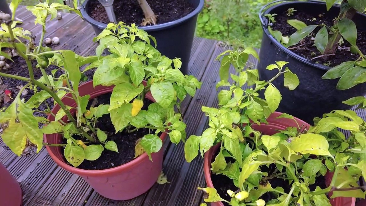 Werde ich doch Chilis überwintern__ __ Update 06.11.2022