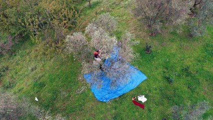 Akçaabat'ta hasat edilen zeytinler geleneksel yöntemlerle işleniyor