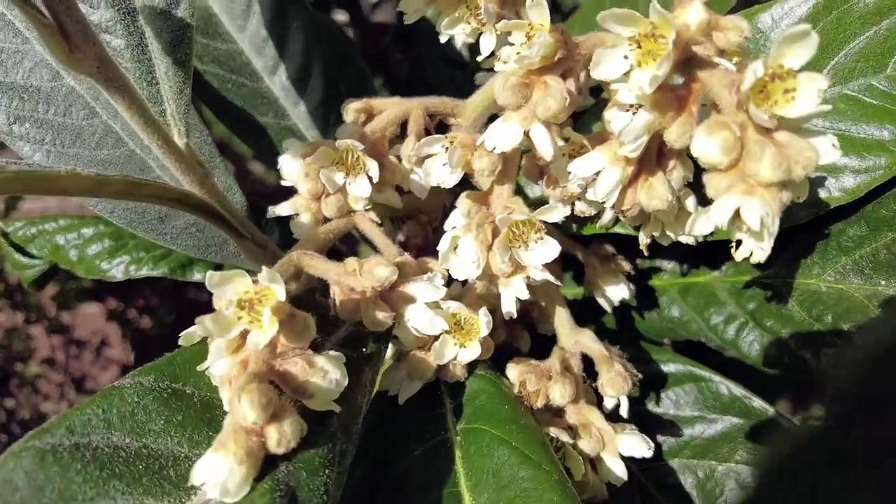 Blühende Japanischen Wollmispel __ Update 30.10.2022