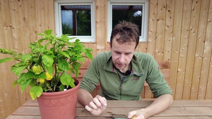 Wie schmeckt die Habanero Chili 'White Giant'_ - Chili Tasting 2022