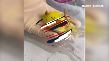 İzleyenleri güldürdü... Veterinerden kaçmak istedi, ölü taklidi yaptı