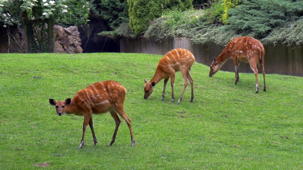 Deer video: Grazing deer, stripped deer 38